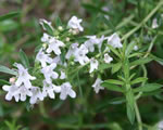 Winterbohnenkraut